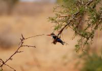 442 Eisvogel in Tsavo Ost  &ndash; &copy; Susanne Schirmann (Eberhardt TRAVEL)