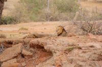 447 Löwen in Tsavo Ost  &ndash; &copy; Susanne Schirmann (Eberhardt TRAVEL)