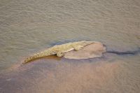 461 Krokodil im Fluss &ndash; &copy; Susanne Schirmann (Eberhardt TRAVEL)