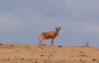 463 Kuhantilope &ndash; &copy; Susanne Schirmann (Eberhardt TRAVEL)