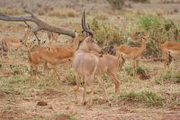 467 sehr seltene Hunter Antilopen &ndash; &copy; Susanne Schirmann (Eberhardt TRAVEL)