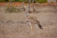 470 Riesentrappe &ndash; &copy; Susanne Schirmann (Eberhardt TRAVEL)