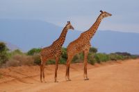 471 Masai Giraffen &ndash; &copy; Susanne Schirmann (Eberhardt TRAVEL)