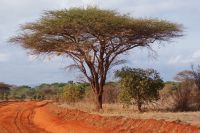 476 Schirmakazie in Tsavo Ost &ndash; &copy; Susanne Schirmann (Eberhardt TRAVEL)