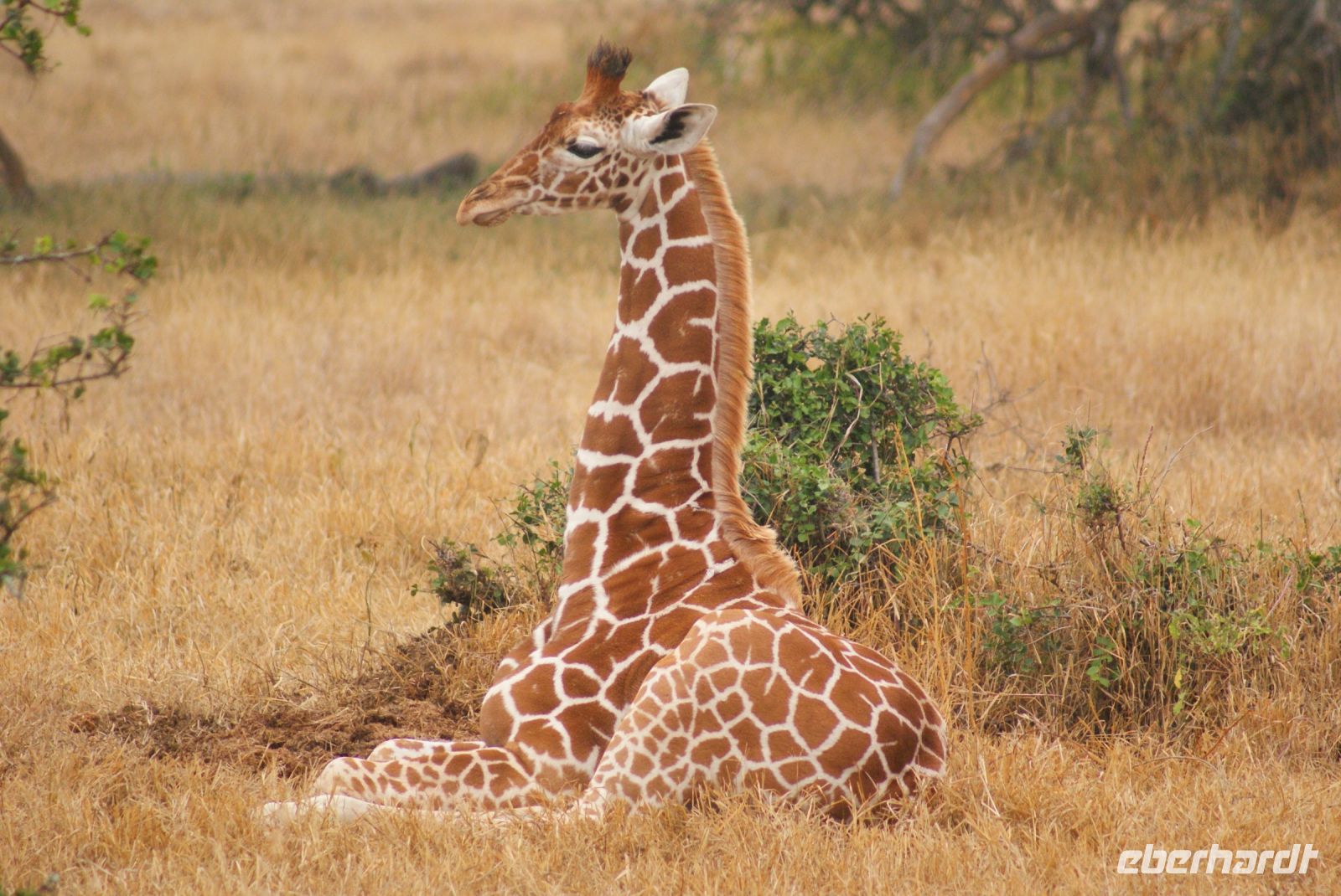 21 Solio Rhino Sanctuary &ndash; &copy; Susanne Schirmann (Eberhardt TRAVEL)