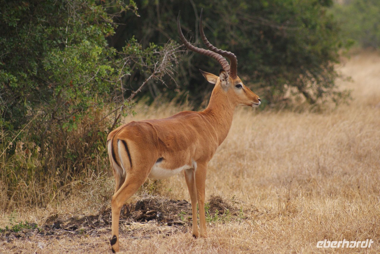 42 Impala  &ndash; &copy; Susanne Schirmann (Eberhardt TRAVEL)