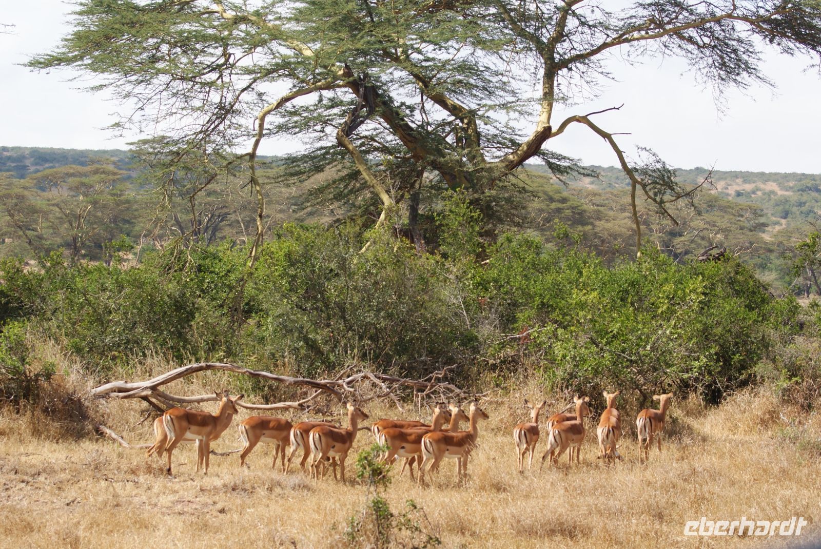 49 Impalas &ndash; &copy; Susanne Schirmann (Eberhardt TRAVEL)