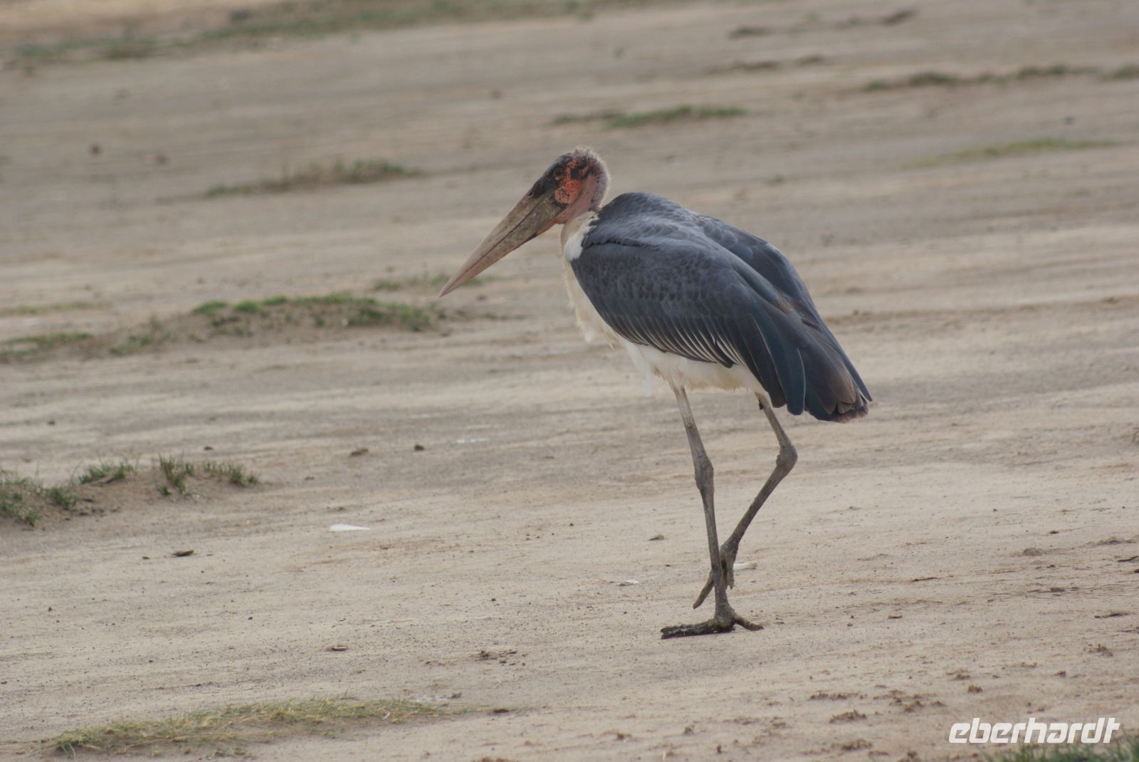 95 Marabu &ndash; &copy; Susanne Schirmann (Eberhardt TRAVEL)