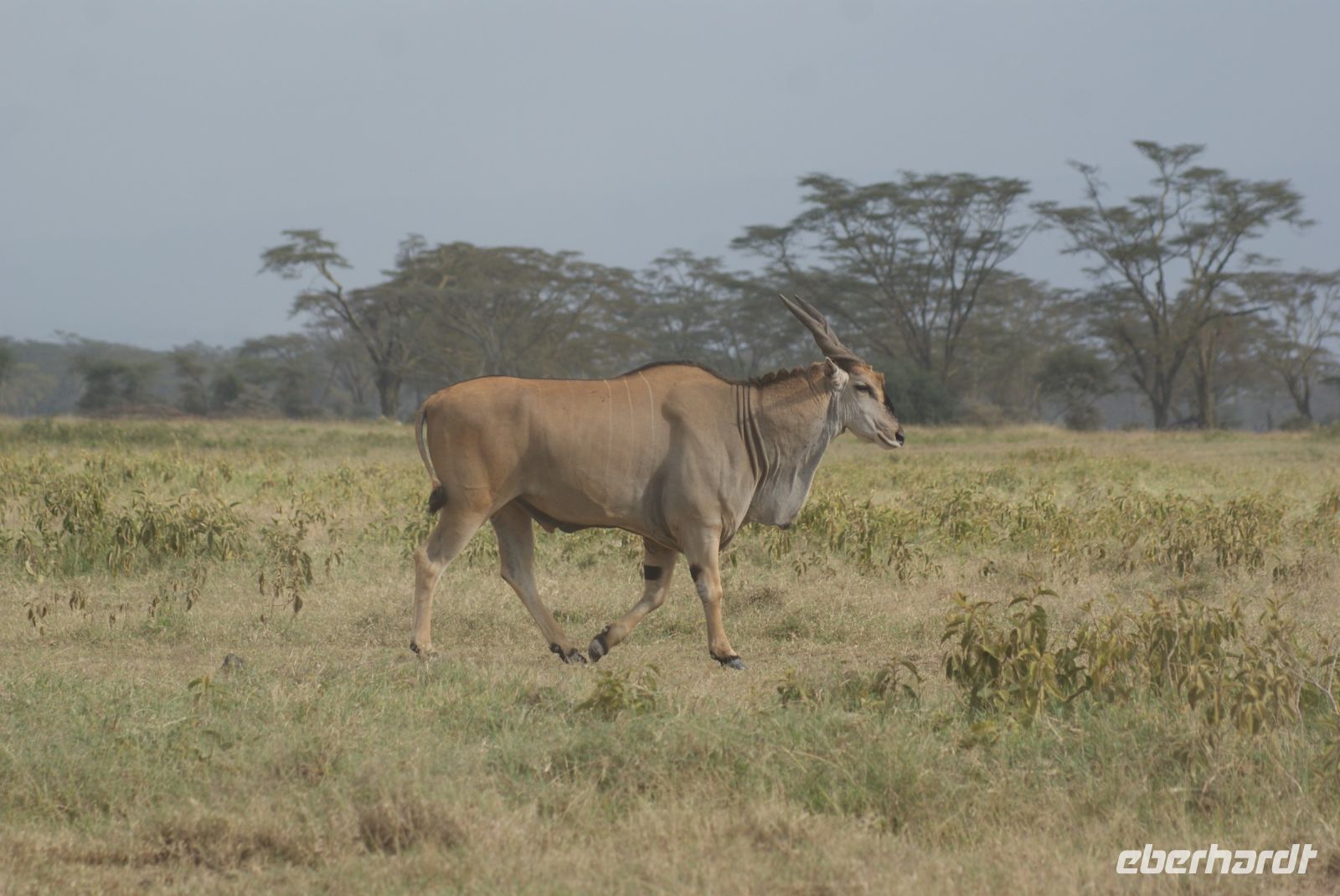 99 Elenantilope &ndash; &copy; Susanne Schirmann (Eberhardt TRAVEL)