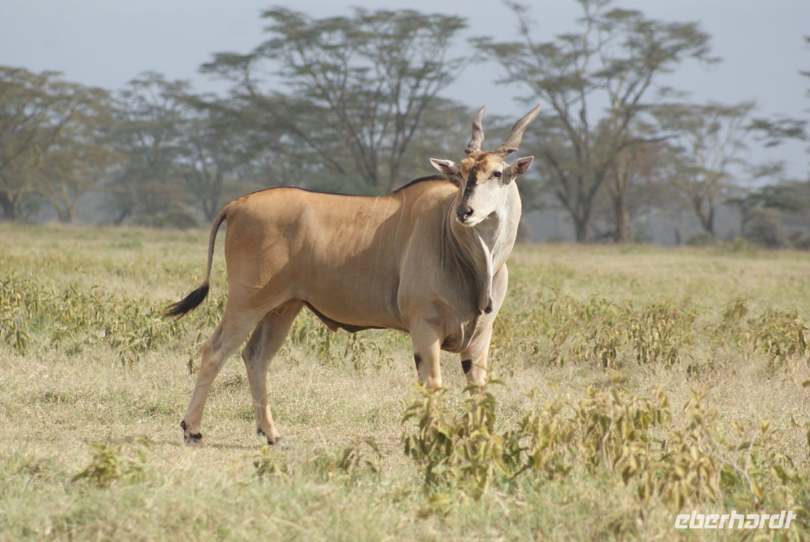 100 Elenantilope &ndash; &copy; Susanne Schirmann (Eberhardt TRAVEL)
