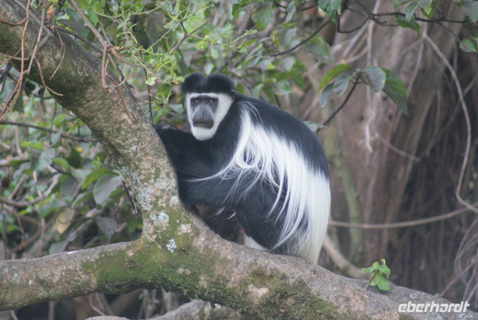 106 Colobusaffe &ndash; &copy; Susanne Schirmann (Eberhardt TRAVEL)