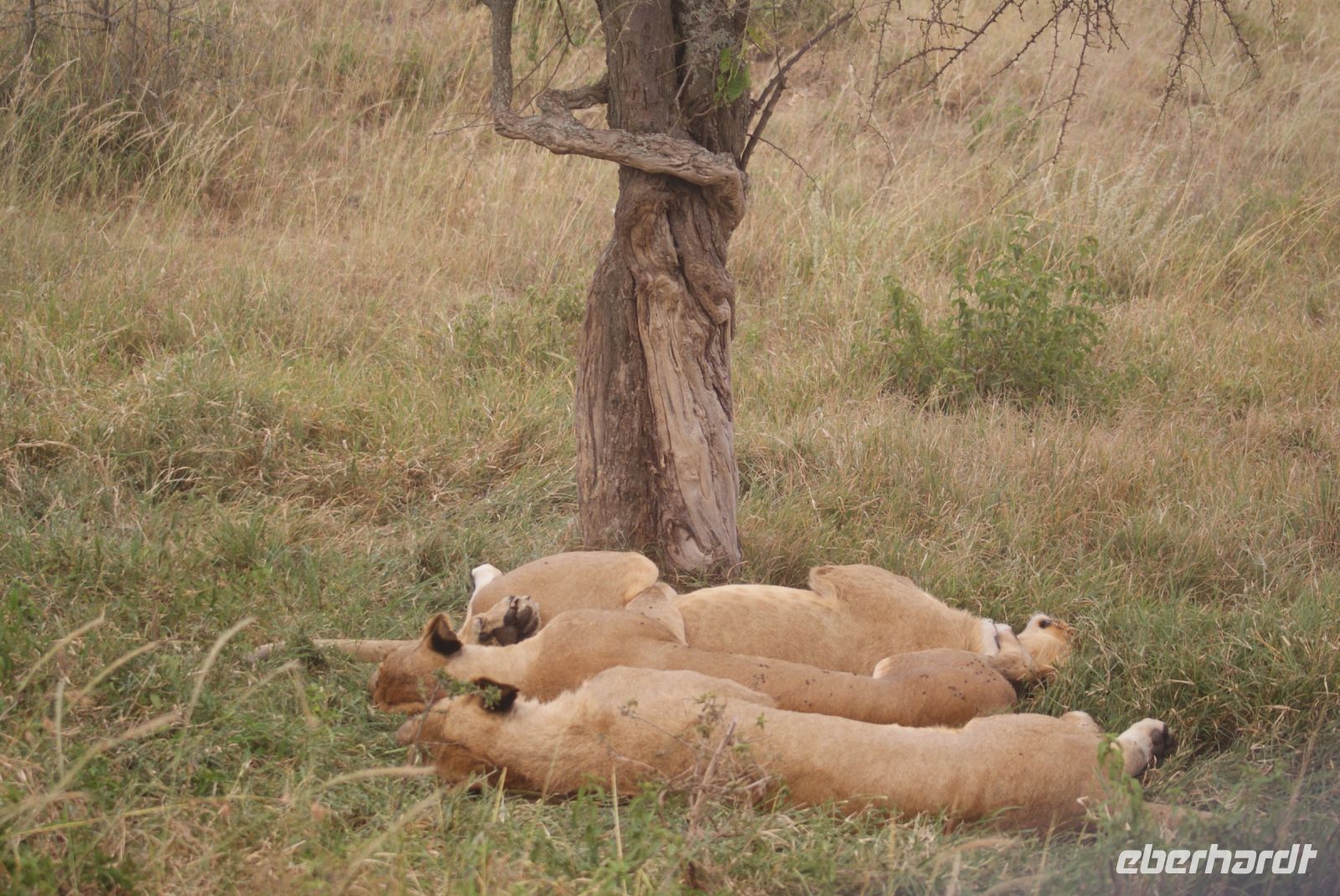 111 Lala Salama &ndash; &copy; Susanne Schirmann (Eberhardt TRAVEL)