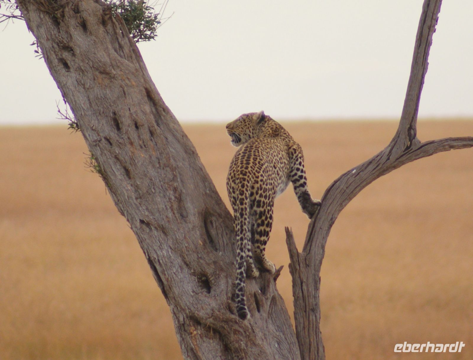 162 Leopard &ndash; &copy; Susanne Schirmann (Eberhardt TRAVEL)