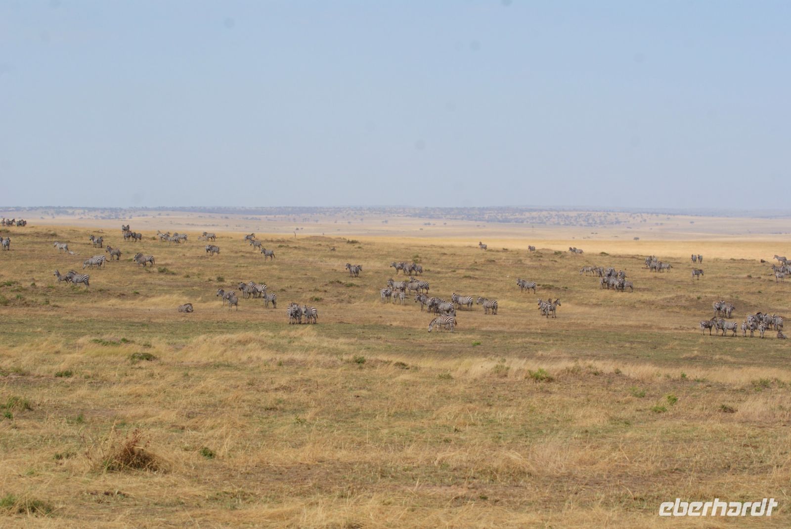 172 Zebraherde &ndash; &copy; Susanne Schirmann (Eberhardt TRAVEL)