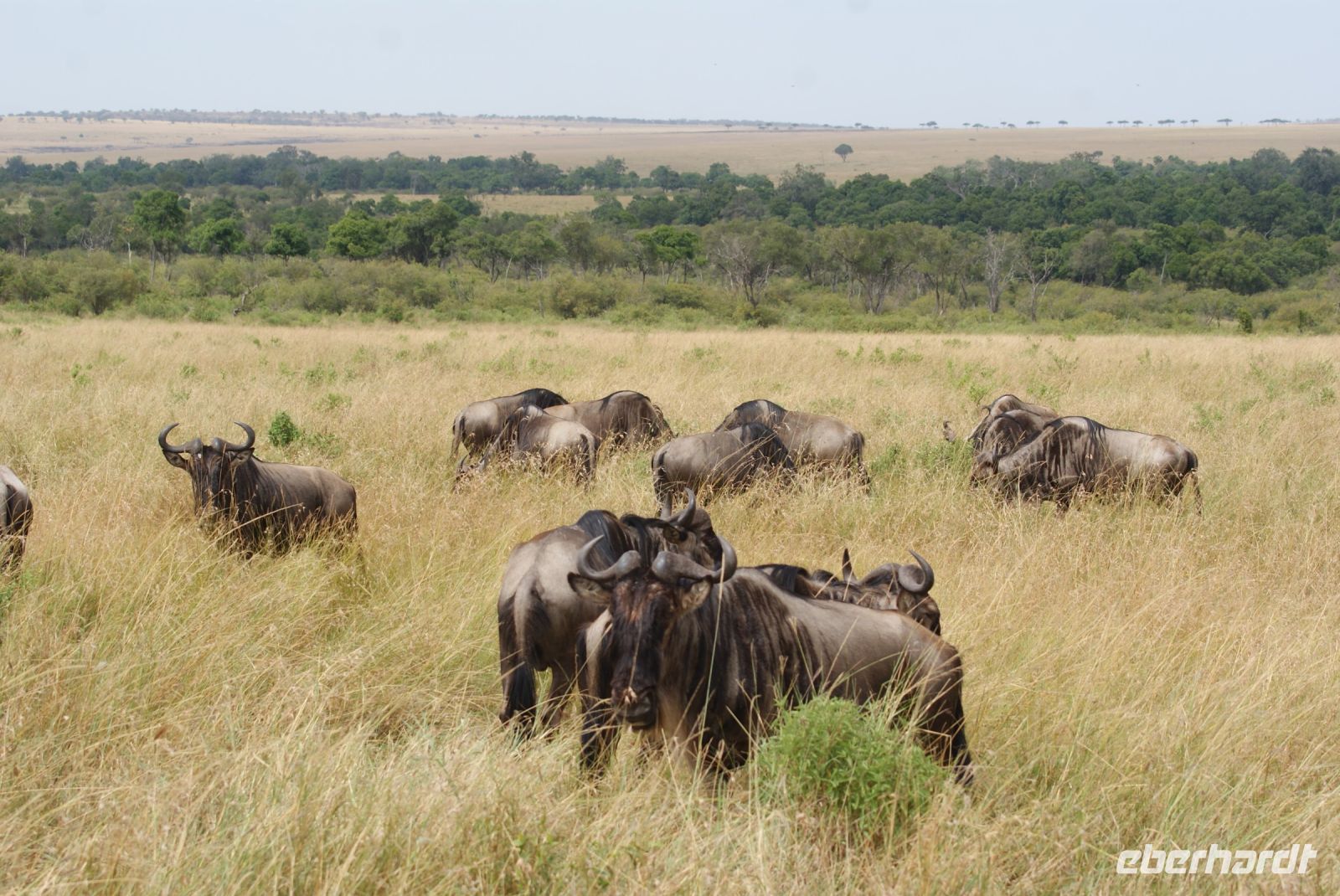 173 Gnus &ndash; &copy; Susanne Schirmann (Eberhardt TRAVEL)