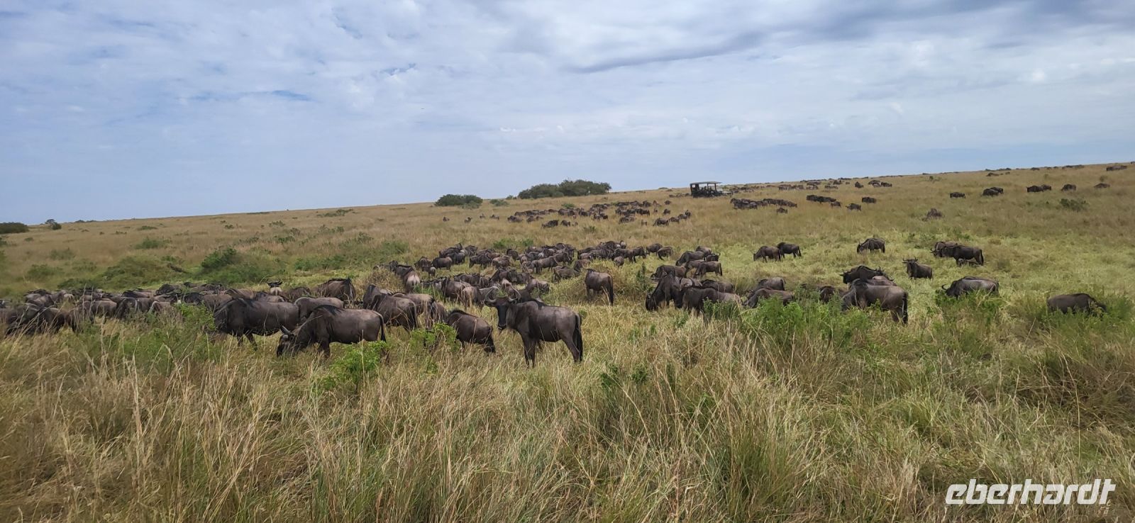 187 Migration Masai Mara &ndash; &copy; Susanne Schirmann (Eberhardt TRAVEL)