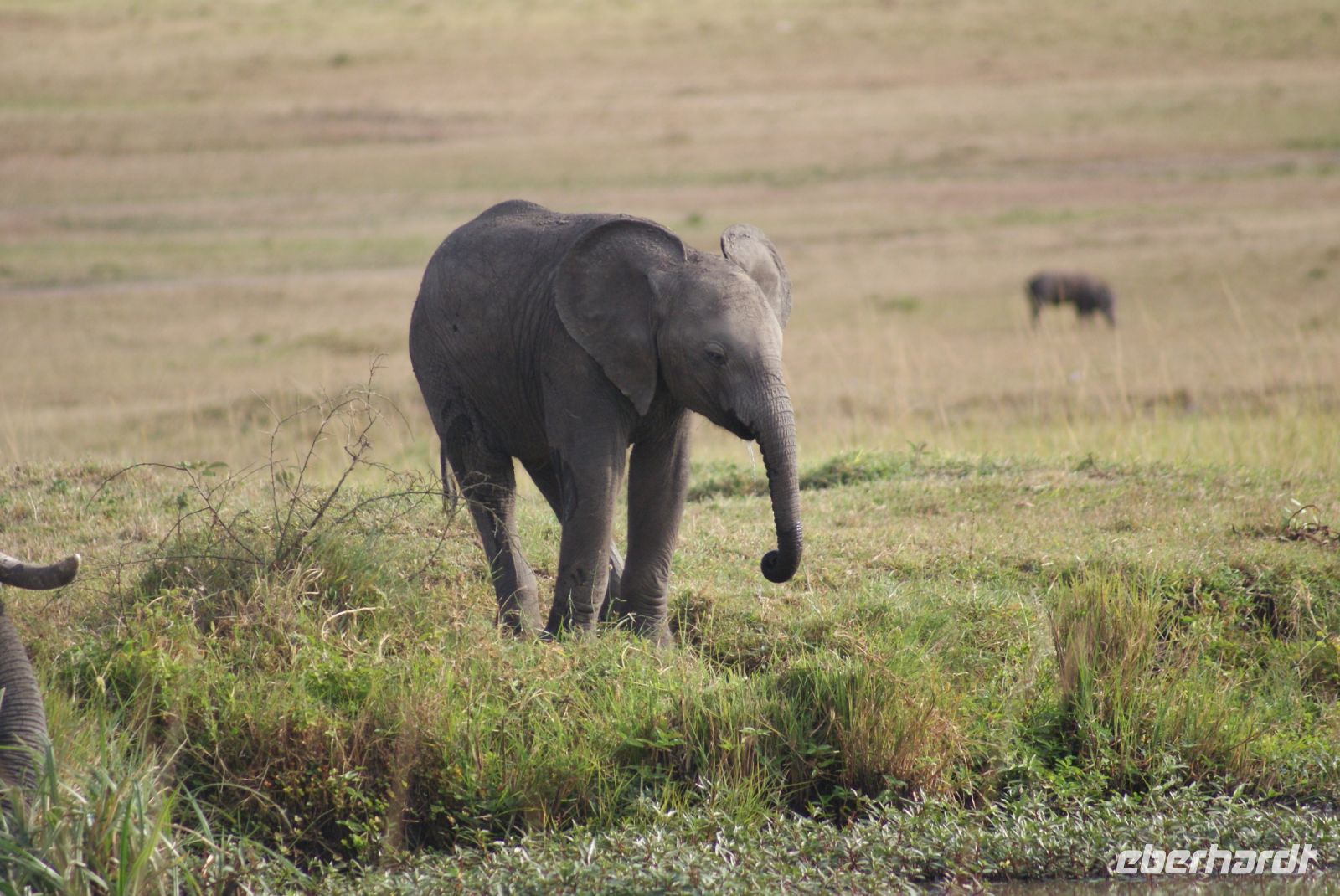 190 Masai Mara &ndash; &copy; Susanne Schirmann (Eberhardt TRAVEL)