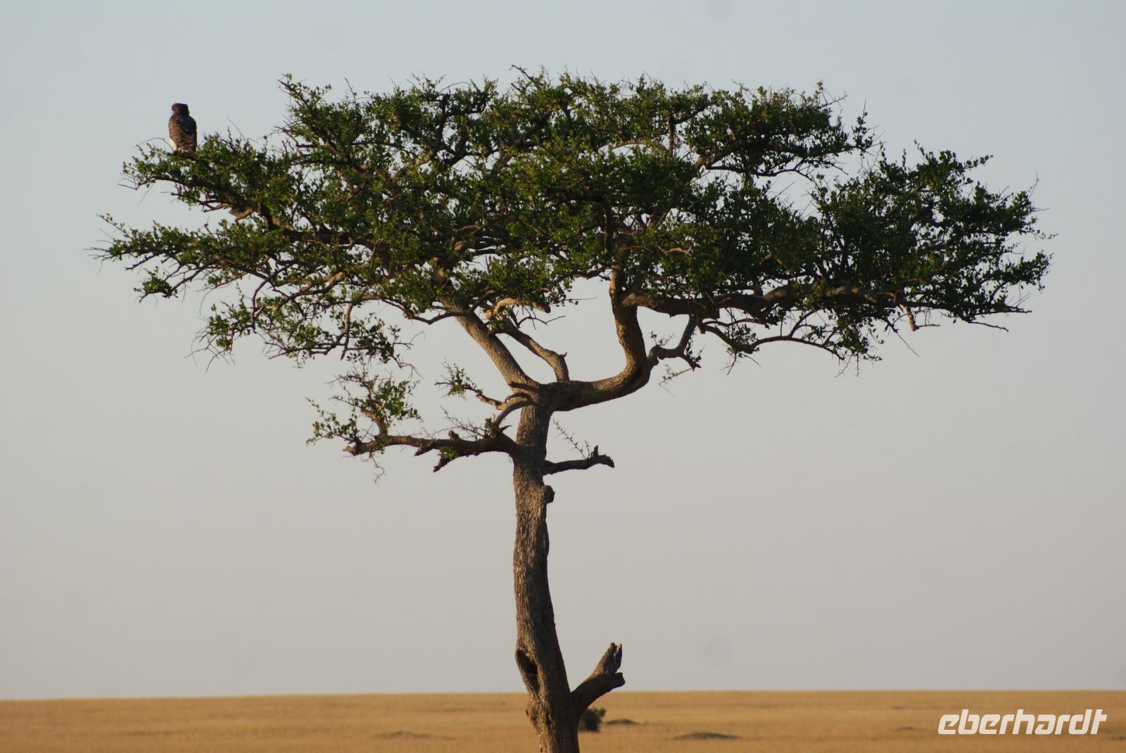 211 Masai Mara mit Adler &ndash; &copy; Susanne Schirmann (Eberhardt TRAVEL)