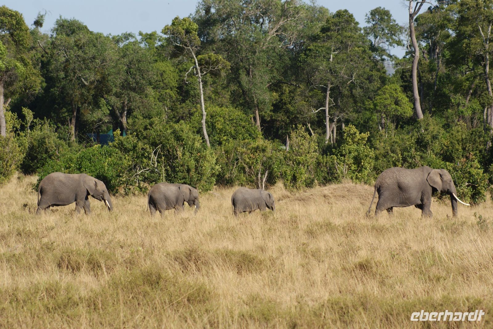 223 Elefanten &ndash; &copy; Susanne Schirmann (Eberhardt TRAVEL)