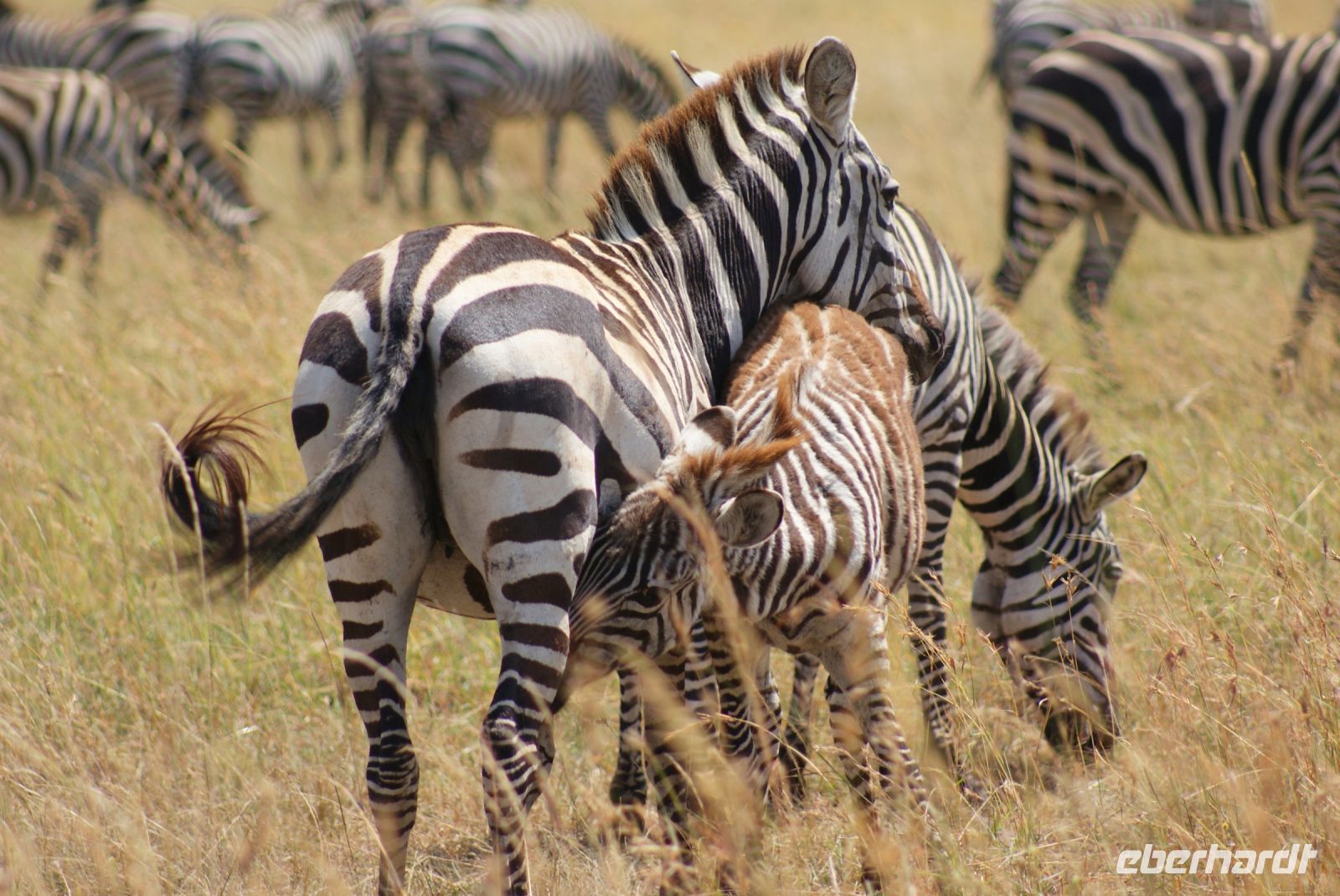 232 Zebras &ndash; &copy; Susanne Schirmann (Eberhardt TRAVEL)