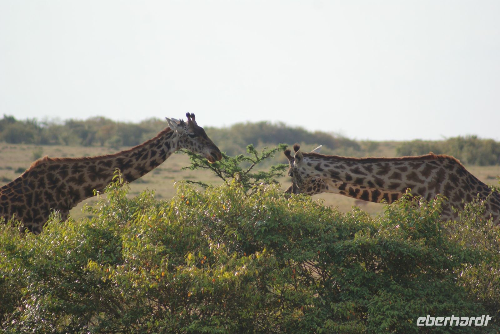 233 Giraffen &ndash; &copy; Susanne Schirmann (Eberhardt TRAVEL)
