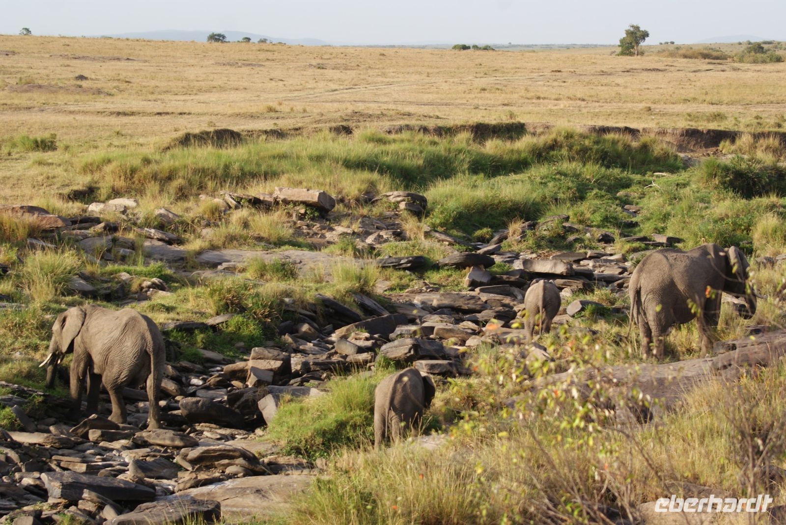 235 Elefanten Masai Mara &ndash; &copy; Susanne Schirmann (Eberhardt TRAVEL)