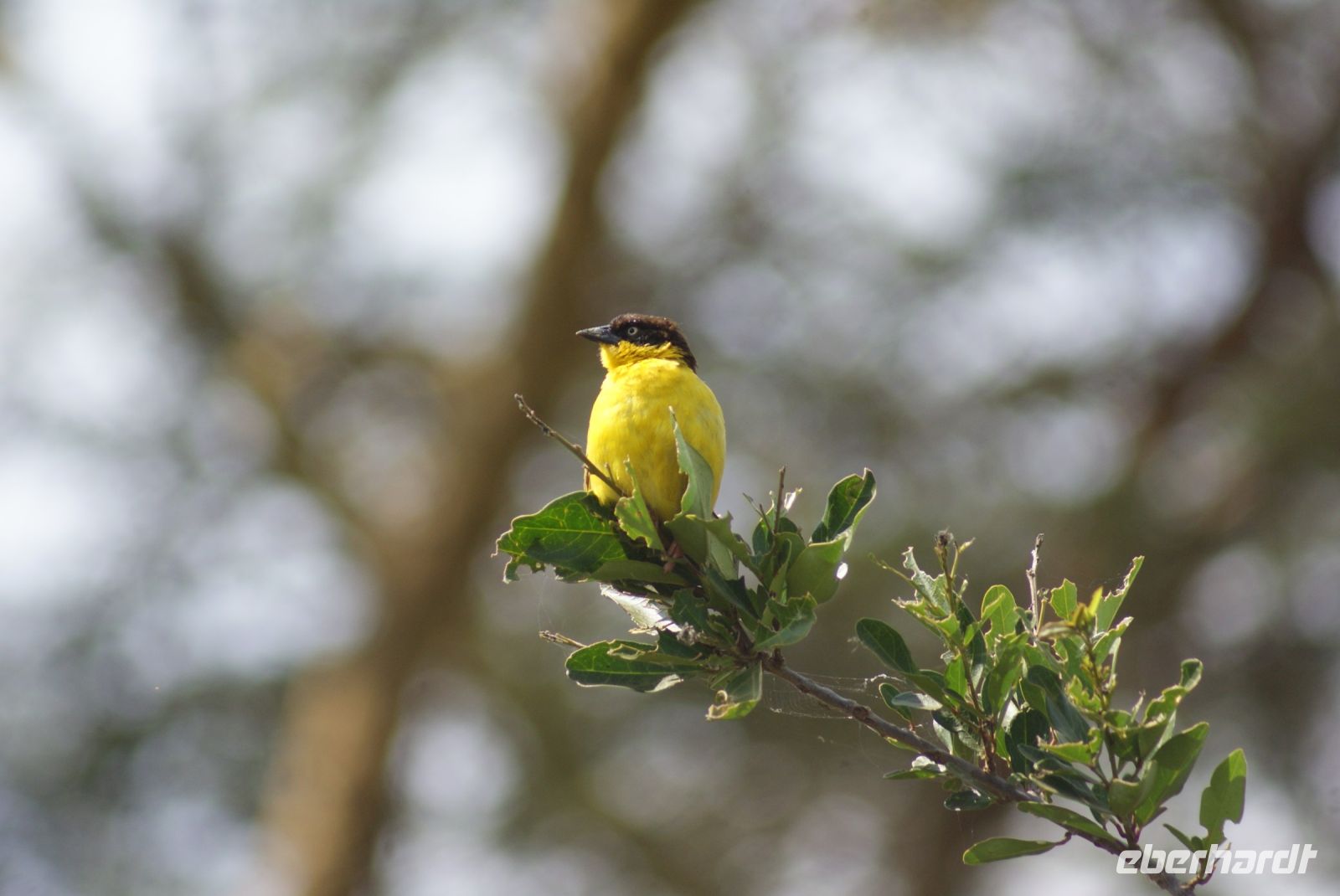 257 Webervogel &ndash; &copy; Susanne Schirmann (Eberhardt TRAVEL)