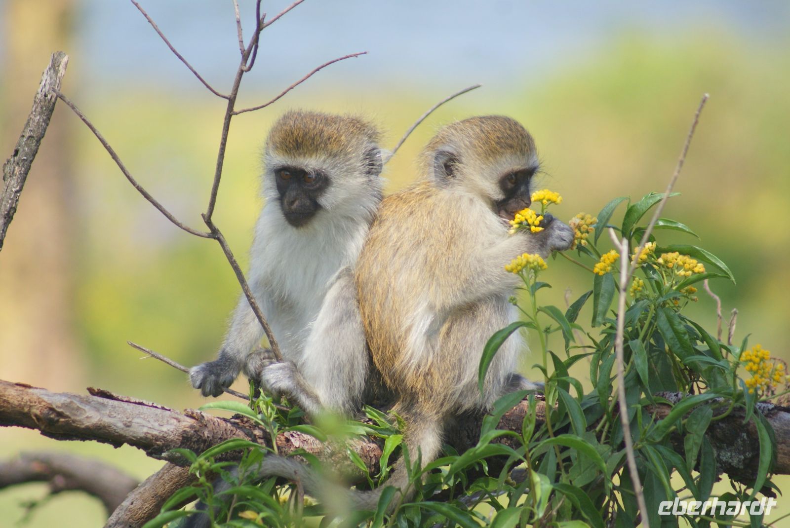 265 Meerkatzen auf Crescent Island &ndash; &copy; Susanne Schirmann (Eberhardt TRAVEL)