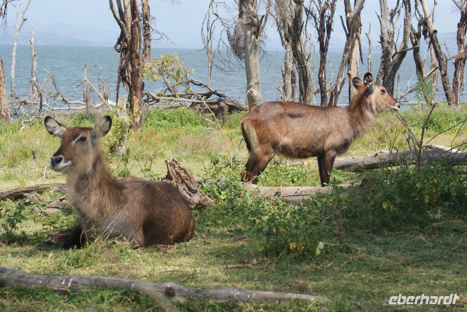 269 Wasserbock &ndash; &copy; Susanne Schirmann (Eberhardt TRAVEL)
