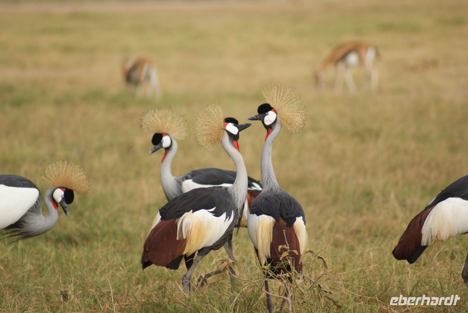 289 Kronenkraniche &ndash; &copy; Susanne Schirmann (Eberhardt TRAVEL)