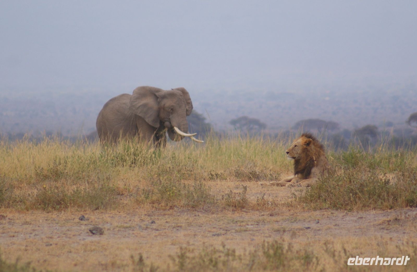 297 Elefant und Löwe &ndash; &copy; Susanne Schirmann (Eberhardt TRAVEL)