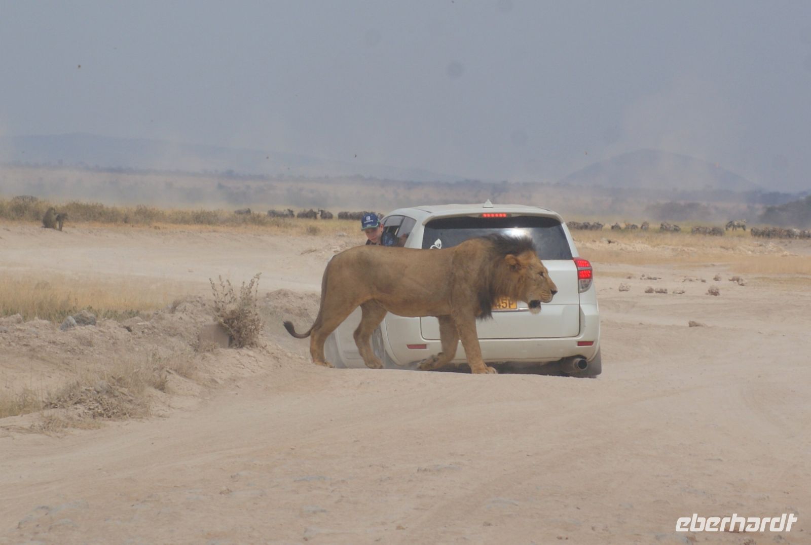 337 Löwe &ndash; &copy; Susanne Schirmann (Eberhardt TRAVEL)