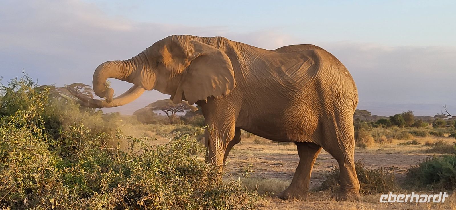 343 Amboseli &ndash; &copy; Susanne Schirmann (Eberhardt TRAVEL)