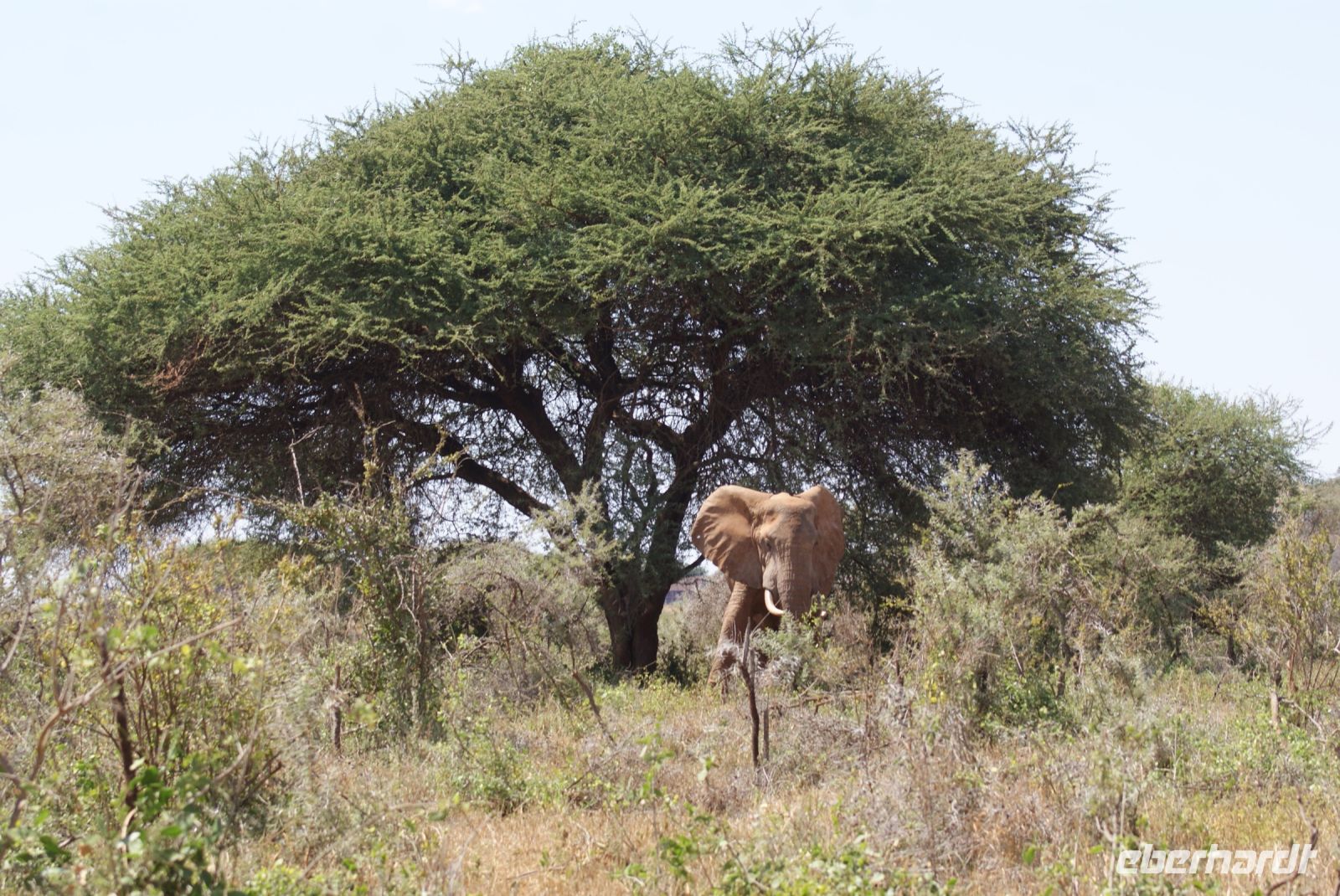 371 Tsavo West &ndash; &copy; Susanne Schirmann (Eberhardt TRAVEL)