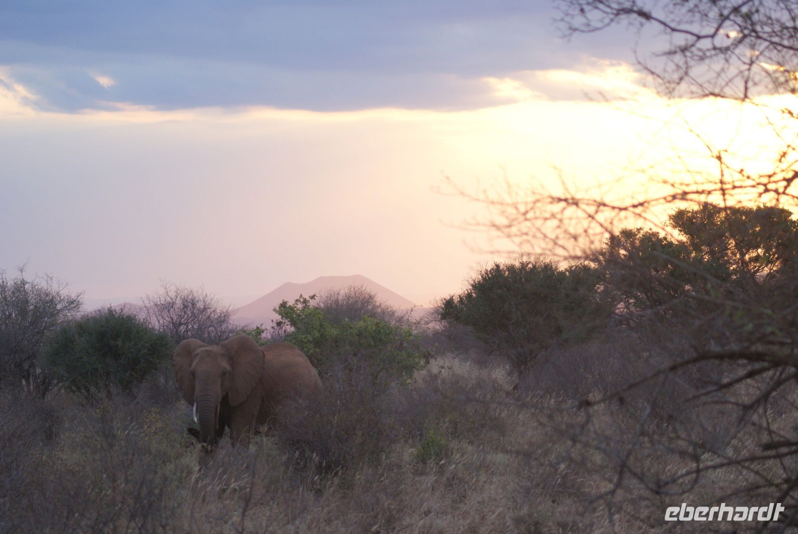 383 Tsavo West &ndash; &copy; Susanne Schirmann (Eberhardt TRAVEL)