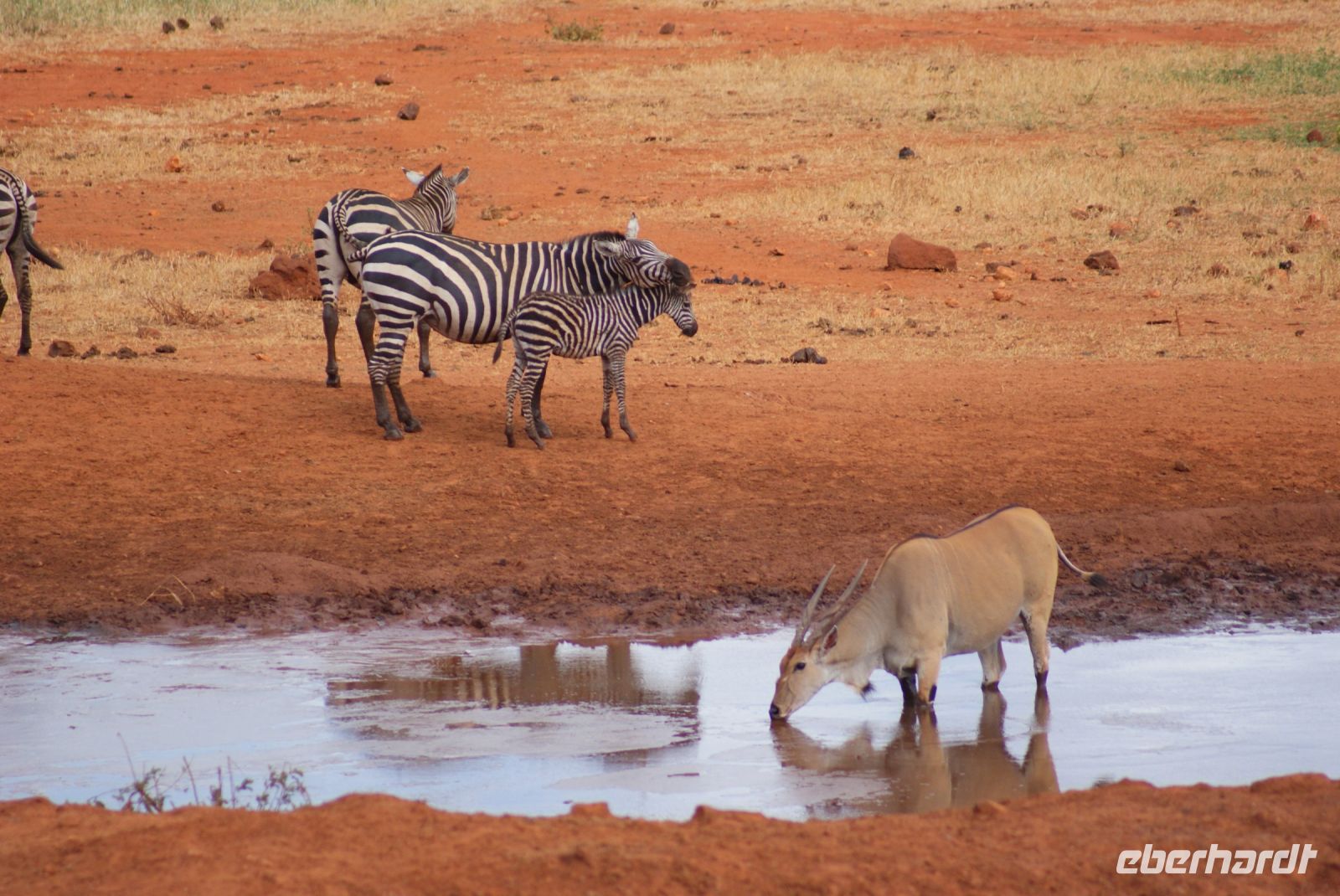 412 Wasserloch Kilanguni Lodge &ndash; &copy; Susanne Schirmann (Eberhardt TRAVEL)