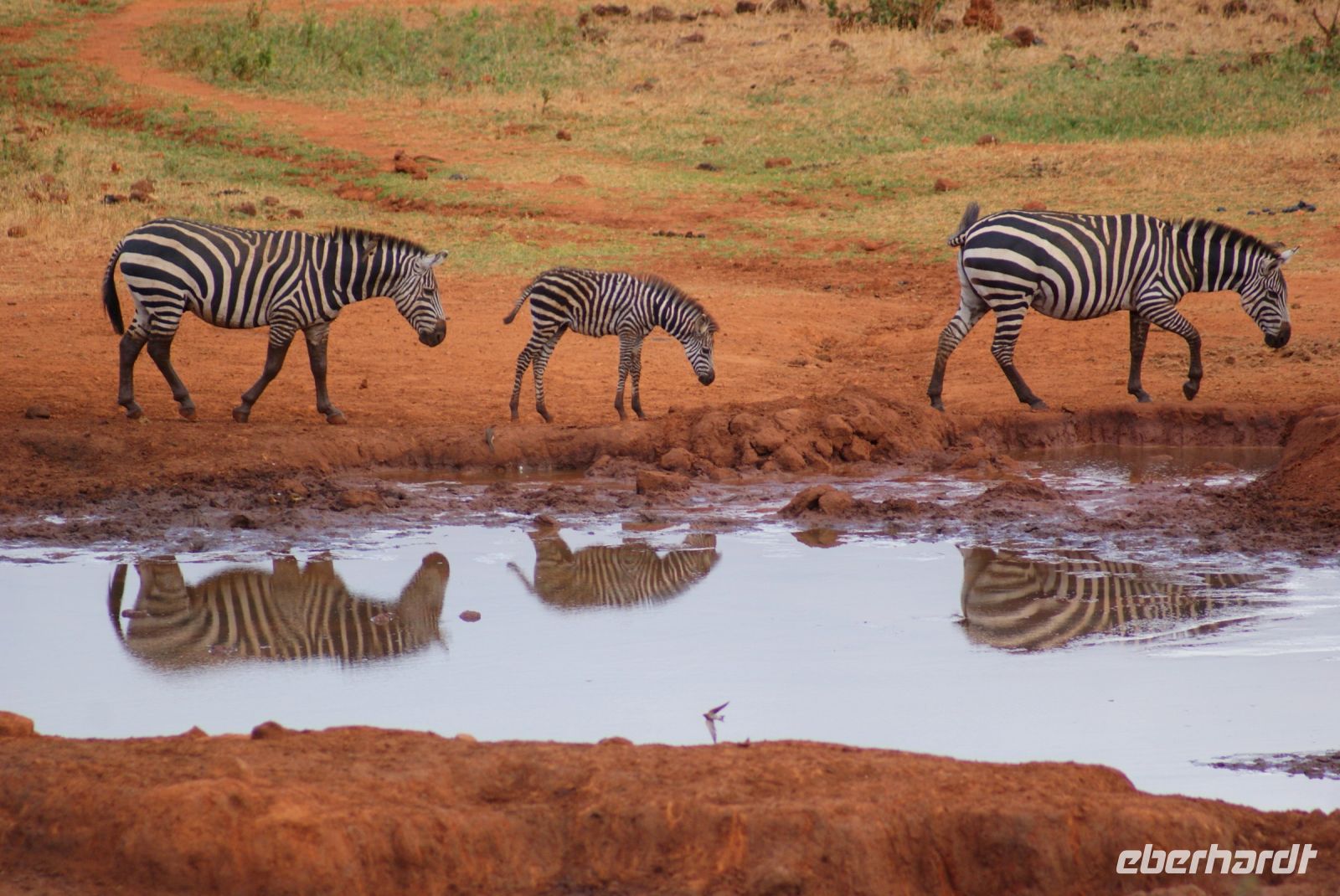 413 Wasserloch Kilanguni Lodge &ndash; &copy; Susanne Schirmann (Eberhardt TRAVEL)