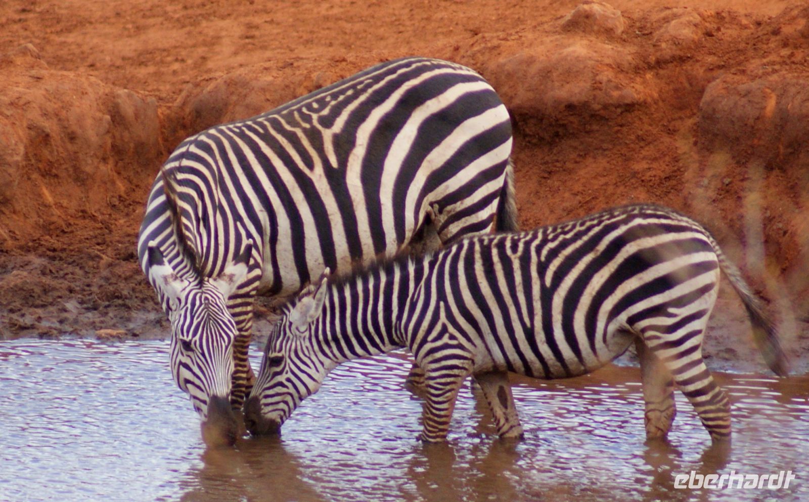 414 Wasserloch Kilanguni Lodge &ndash; &copy; Susanne Schirmann (Eberhardt TRAVEL)