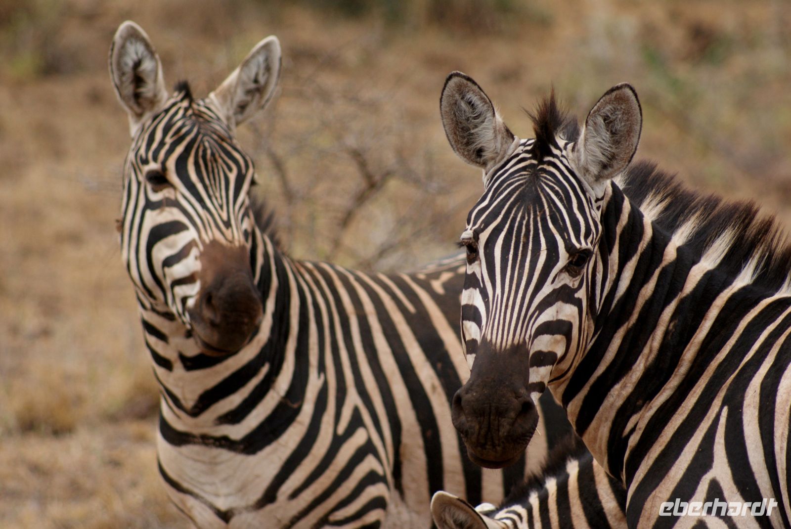 421 Steppenzebras &ndash; &copy; Susanne Schirmann (Eberhardt TRAVEL)