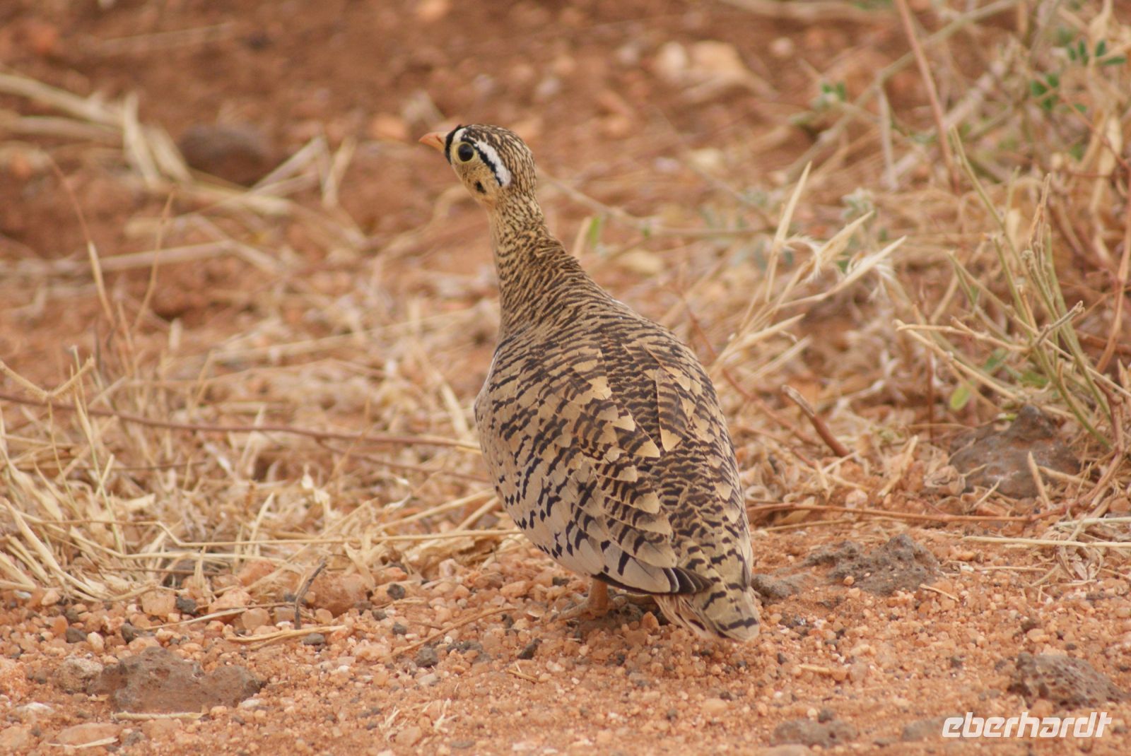 423 Sandhuhn &ndash; &copy; Susanne Schirmann (Eberhardt TRAVEL)