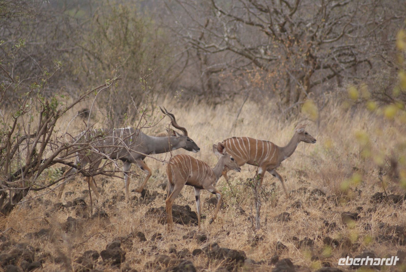 424 Kudus &ndash; &copy; Susanne Schirmann (Eberhardt TRAVEL)