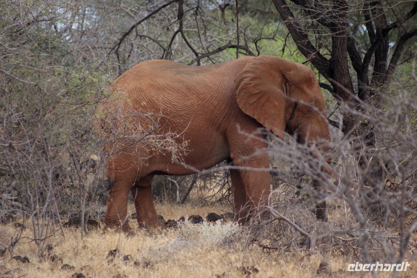 425 Roter Elefant Tsavo West &ndash; &copy; Susanne Schirmann (Eberhardt TRAVEL)