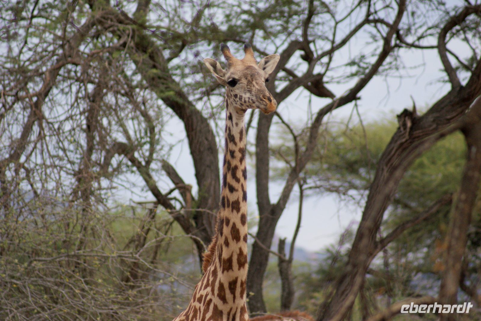 427 Masai Giraffe &ndash; &copy; Susanne Schirmann (Eberhardt TRAVEL)