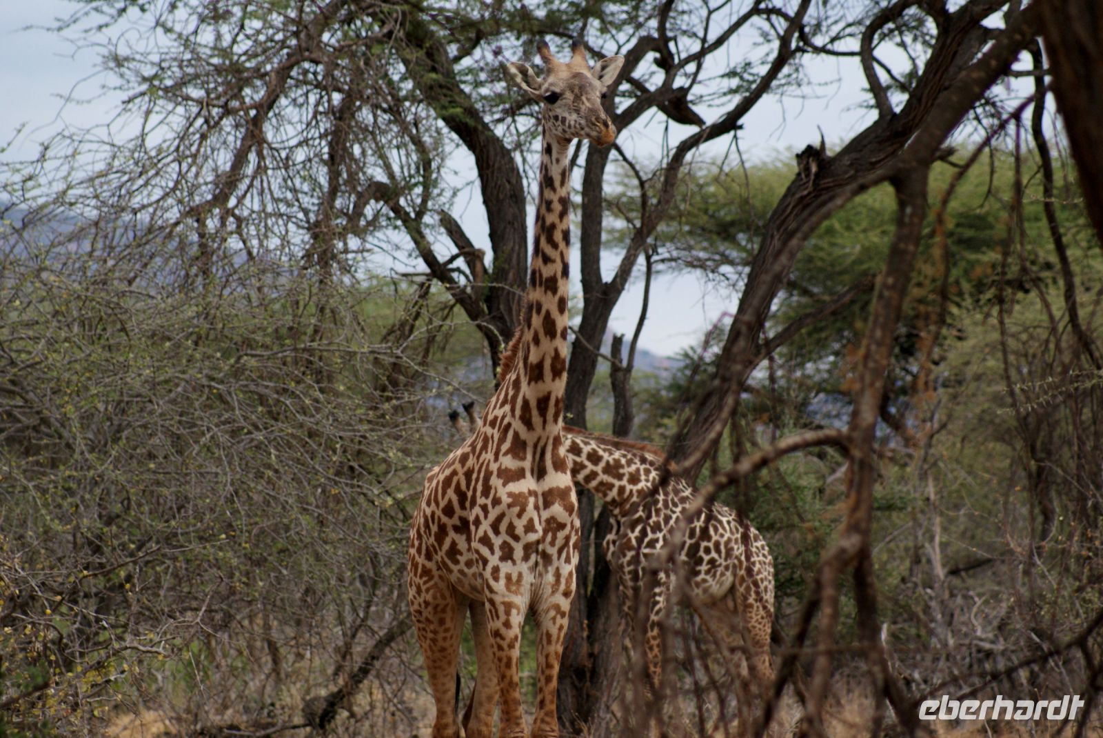 428 Masaigiraffe &ndash; &copy; Susanne Schirmann (Eberhardt TRAVEL)