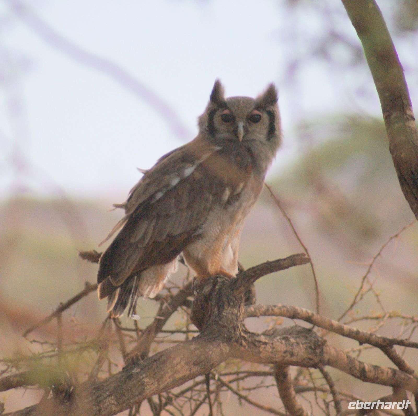 433 Uhu &ndash; &copy; Susanne Schirmann (Eberhardt TRAVEL)