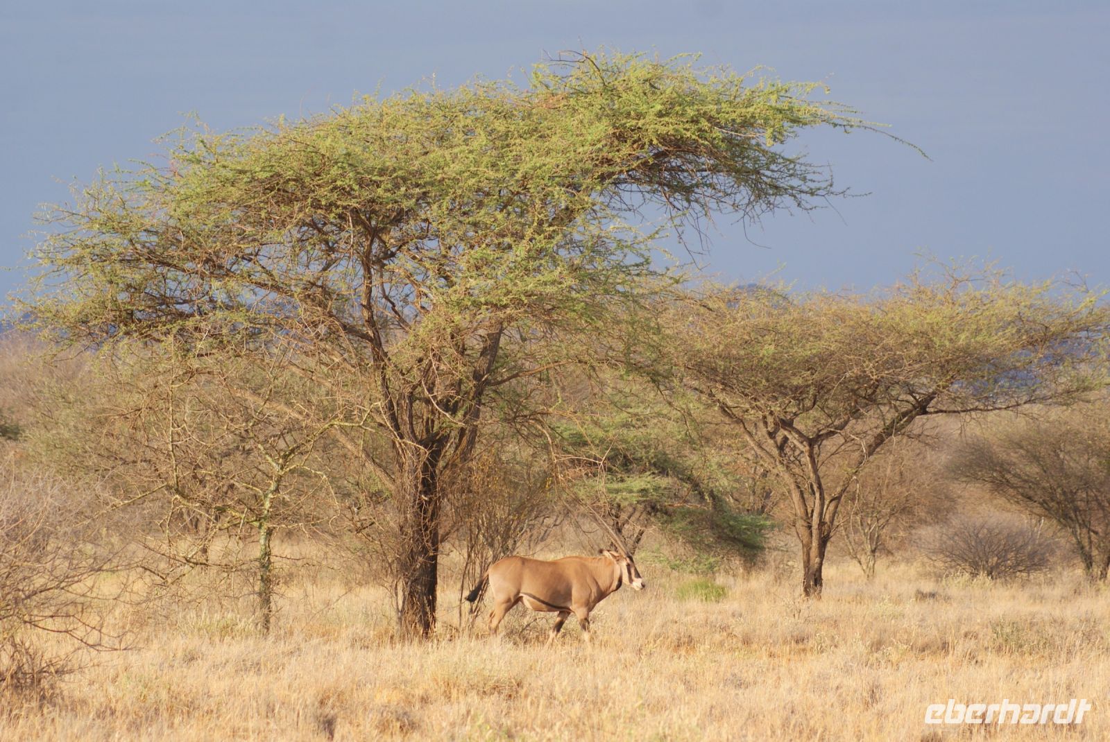439 Oryx &ndash; &copy; Susanne Schirmann (Eberhardt TRAVEL)