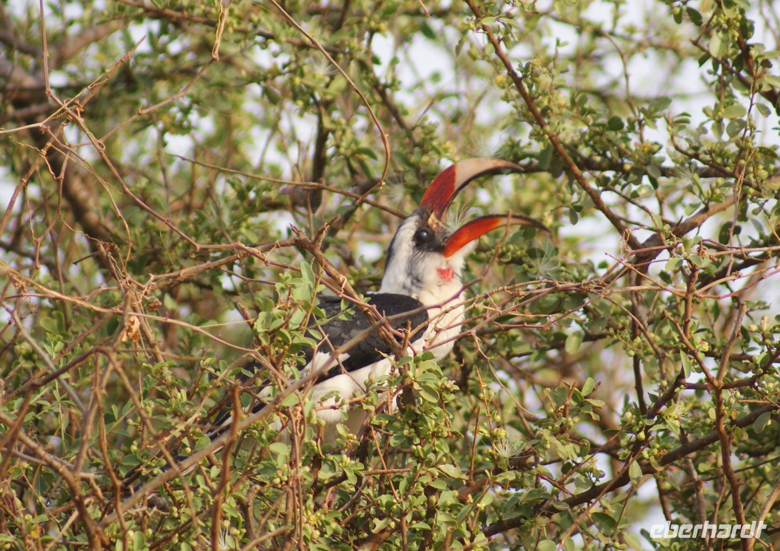 440 Toko &ndash; &copy; Susanne Schirmann (Eberhardt TRAVEL)