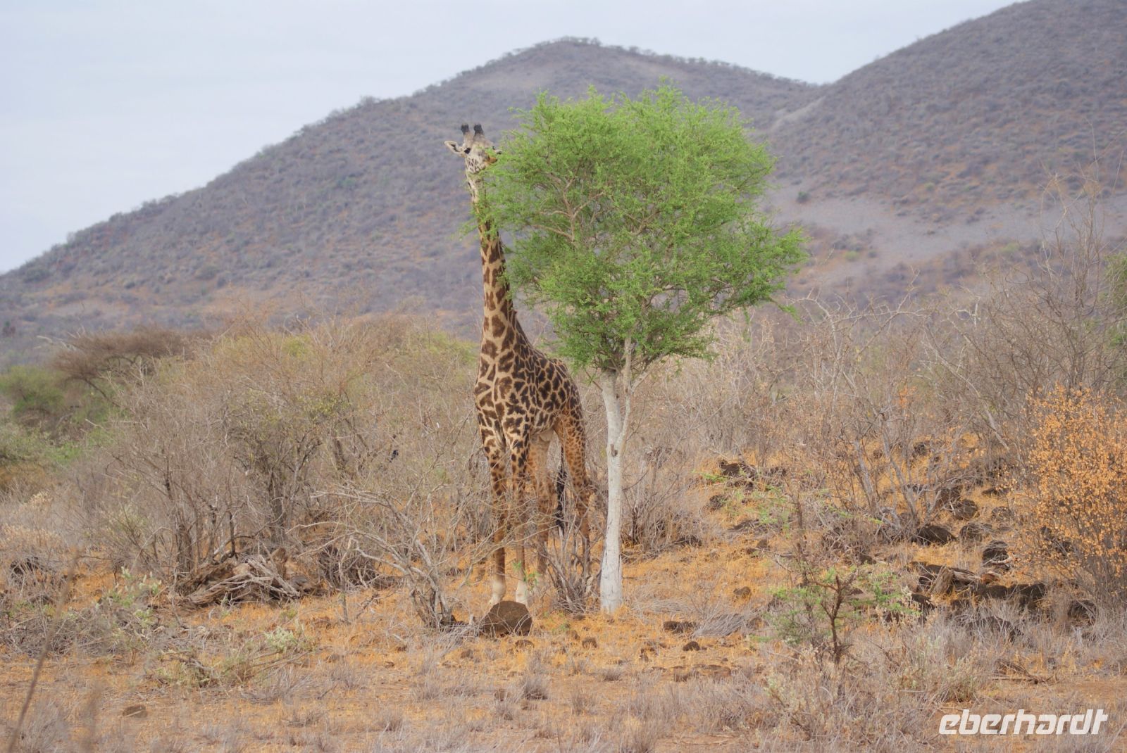 442 Tsavo West &ndash; &copy; Susanne Schirmann (Eberhardt TRAVEL)