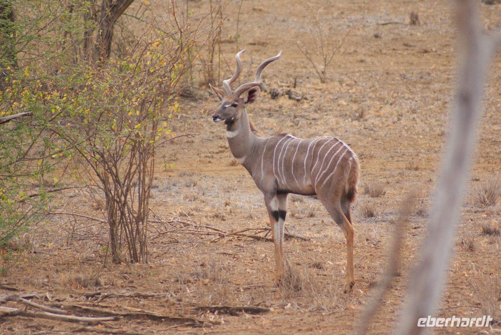 445 Kudubock &ndash; &copy; Susanne Schirmann (Eberhardt TRAVEL)