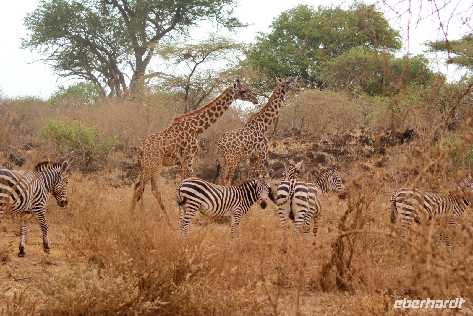 446 Tsavo West &ndash; &copy; Susanne Schirmann (Eberhardt TRAVEL)